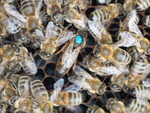 Costa Rica importa abejas reina desde Chile para combatir especies agresivas y fortalecer la apicultura