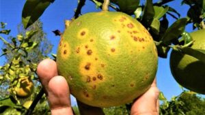 Dragón amarillo: la plaga sin cura que golpea a los cítricos en Costa Rica