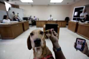 Reforma de bienestar animal propone impuesto del 20% a mascotas