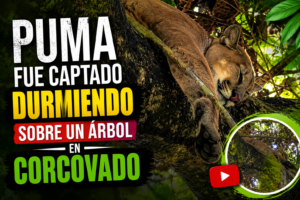 Puma fue captado durmiendo sobre un árbol en Corcovado