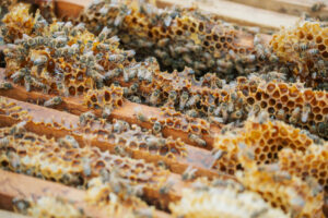 Miel de Guanacaste gana oro en los London Honey Awards
