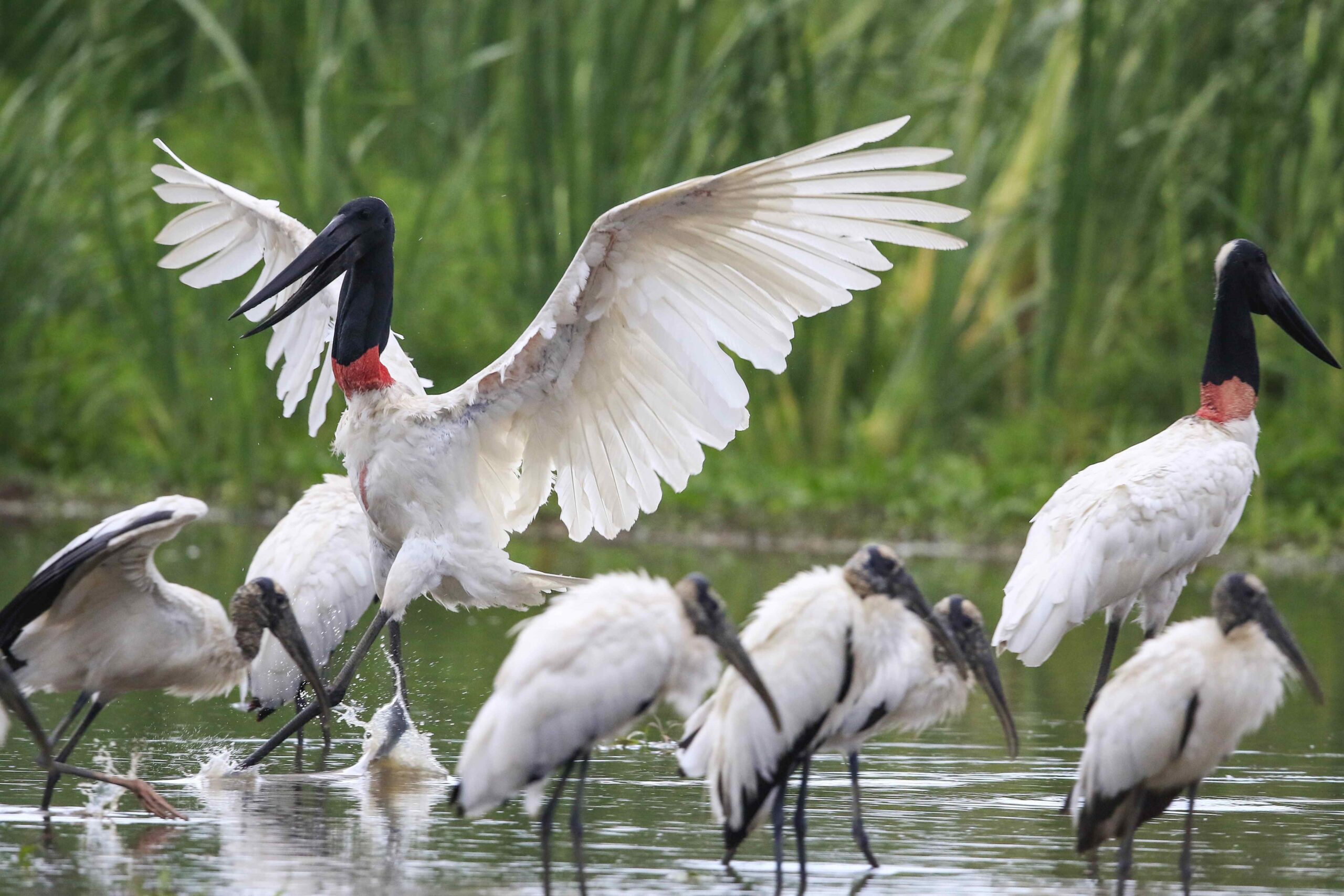 Costa Rica registra nueve nidos activos y 19 pichones de jabirú