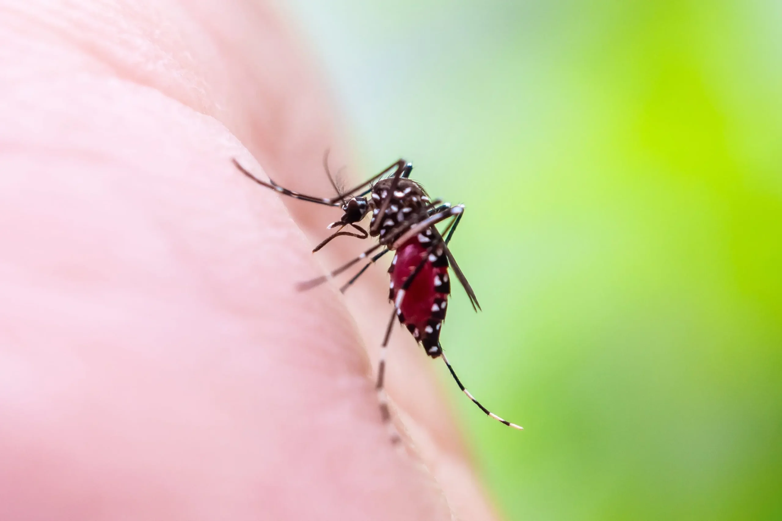 Casos de chikungunya en Costa Rica suben de 11 a 47