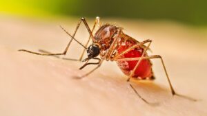 Aumentan las enfermedades transmitidas por mosquitos en Costa Rica: Chikungunya alcanza 245 casos y dengue supera los 3.700