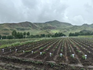 Cultivo de papa: UCR y China impulsan avances genéticos